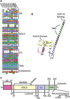 The many hats of transmembrane emp24 domain protein TMED9 in secretory pathway homeostasis